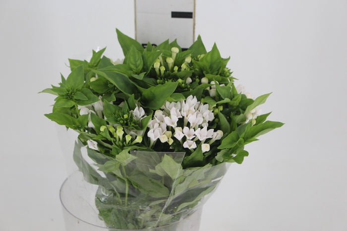 <h4>BOUVARDIA ELEGANCE BIANCA 050 CM</h4>