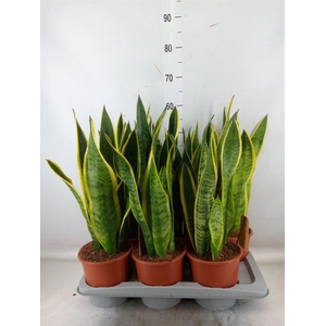 Sansevieria trifa. 'Laurentii'