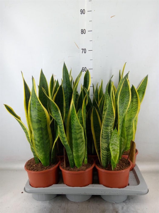 <h4>Sansevieria trifa. 'Laurentii'</h4>