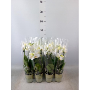 Phalaenopsis   ...white