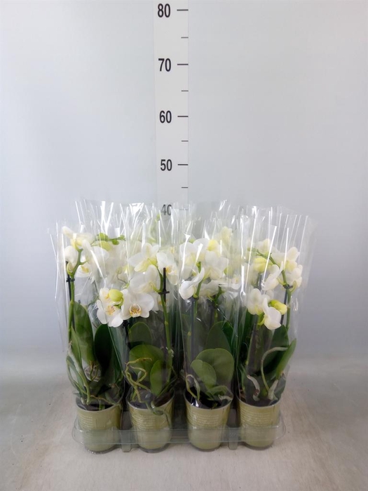 <h4>Phalaenopsis   ...white</h4>