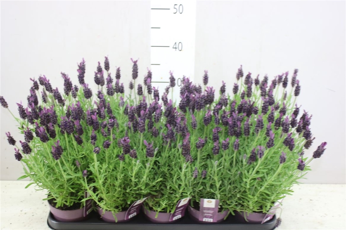 <h4>Lavandula Stoechas Anouk</h4>