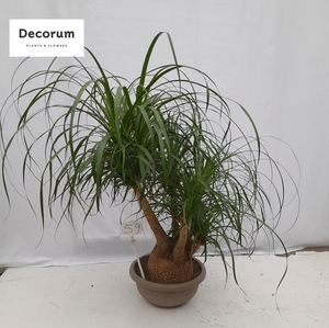 Beaucarnea vertakt op nummer 59