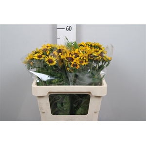 Rudbeckia Hi Sputnik