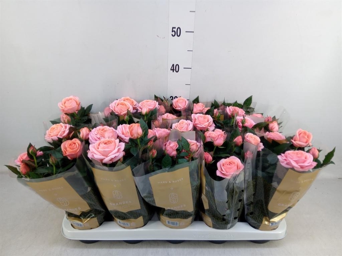 <h4>Rosa 'Adele Kordana Grande'</h4>