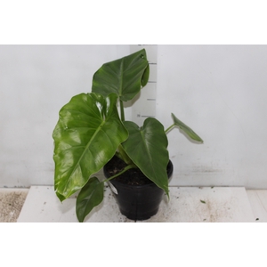 PHILODENDRON DANTEANUM P17
