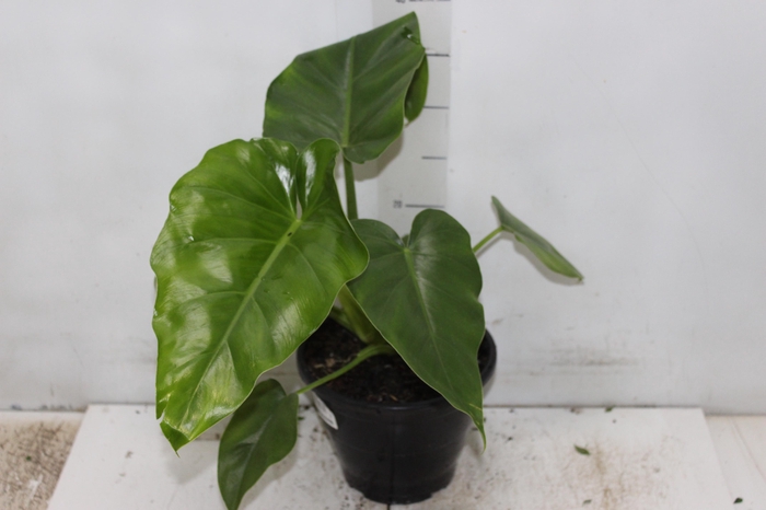 <h4>PHILODENDRON DANTEANUM P17</h4>