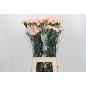 Dianthus St Novia