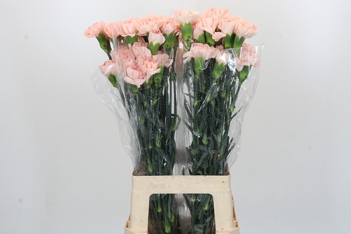 <h4>Dianthus St Novia</h4>