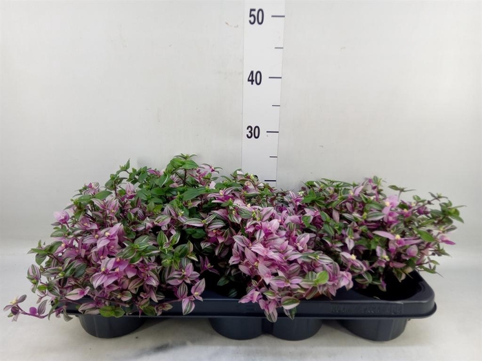 <h4>Tradescantia flum. 'Quadricolor'</h4>