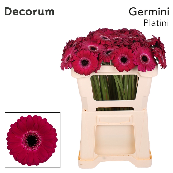 <h4>Germini Platini Water</h4>