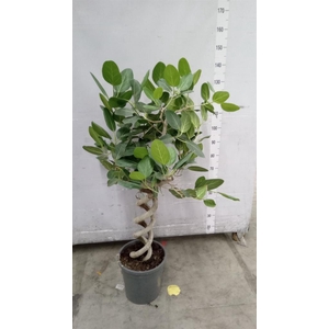 Ficus benghalensis 'Audrey'