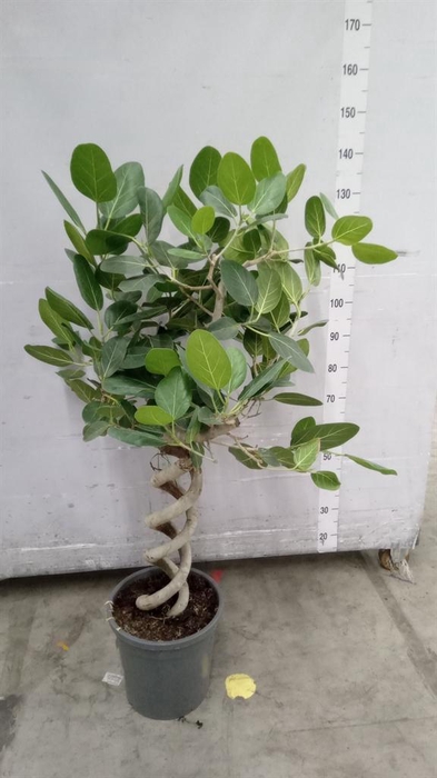 <h4>Ficus benghalensis 'Audrey'</h4>