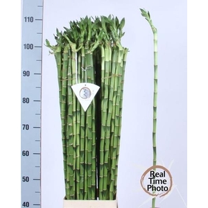 DRAC S LUCKY BAMBOO