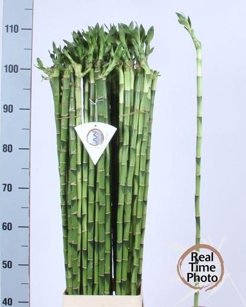 <h4>DRAC S LUCKY BAMBOO</h4>