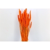 Dried Triticum X5 Orange Bunch