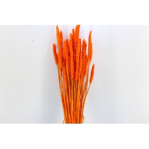 Dried Triticum X5 Orange Bunch