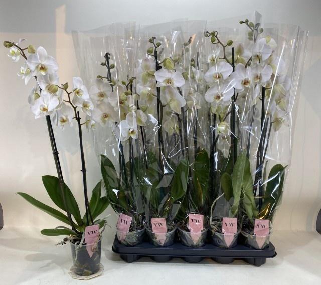 <h4>PHAL OV WIT</h4>