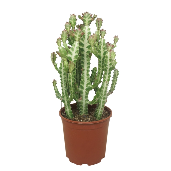 <h4>Euphorbia lactea</h4>