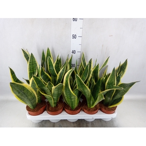 Sansevieria trifa. 'Futura Superba'