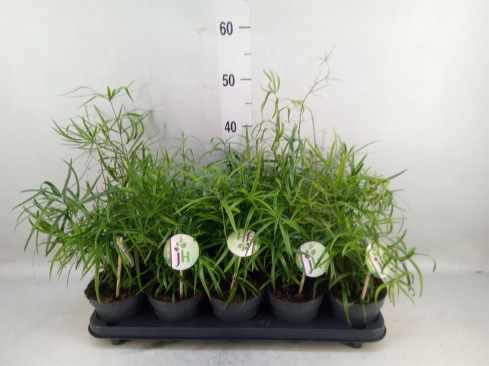 <h4>Asparagus falcatus</h4>