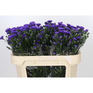Aster Astee Dark Milka