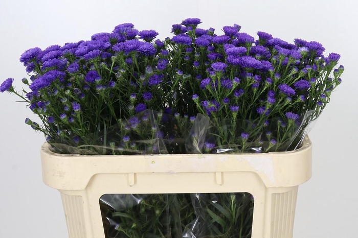 <h4>Aster Astee Dark Milka</h4>