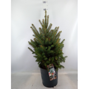 Picea pungens 'Super Blue'