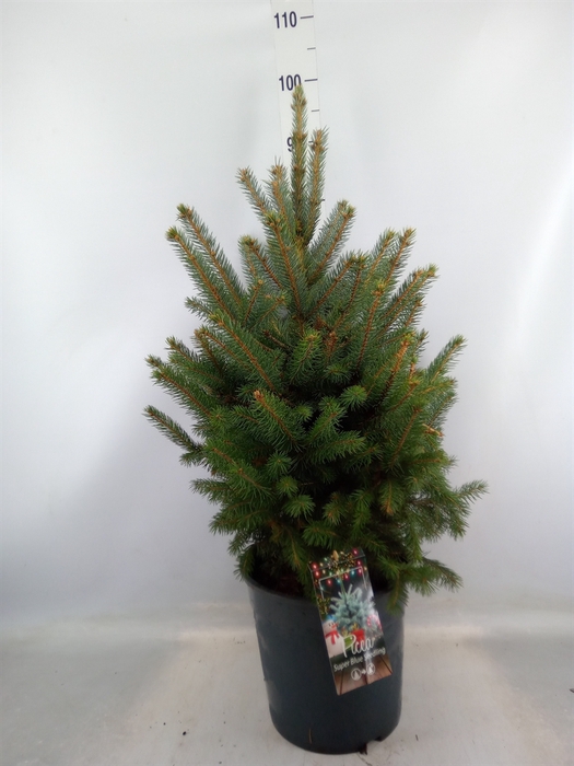 <h4>Picea pungens 'Super Blue'</h4>