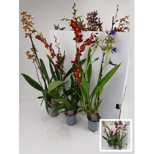 ORCHIDEEEN GEM