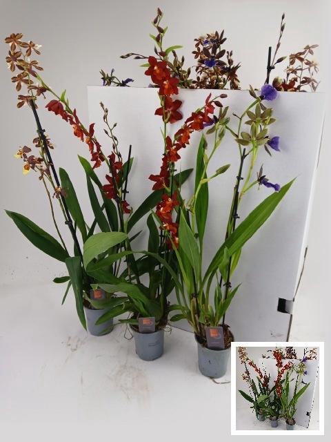 <h4>ORCHIDEEEN GEM</h4>