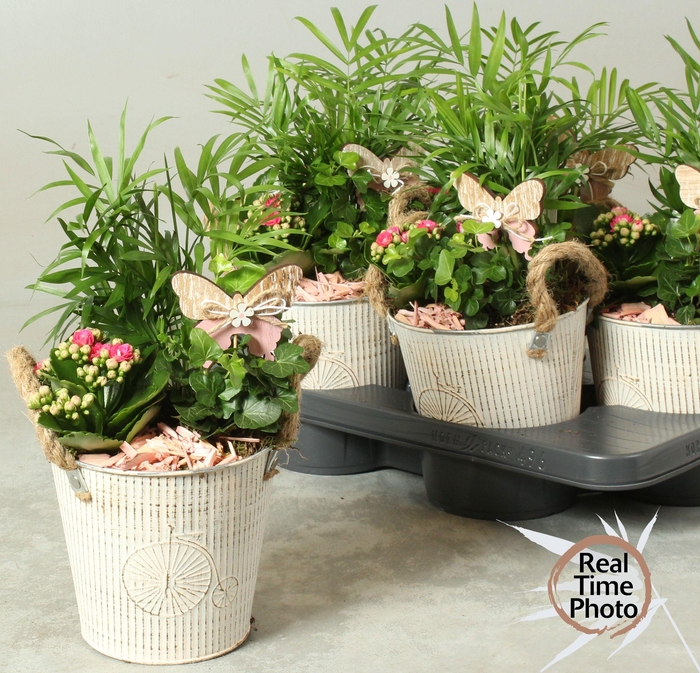 <h4>ARR KAMERPL</h4>