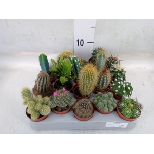 Cactus   ...mix