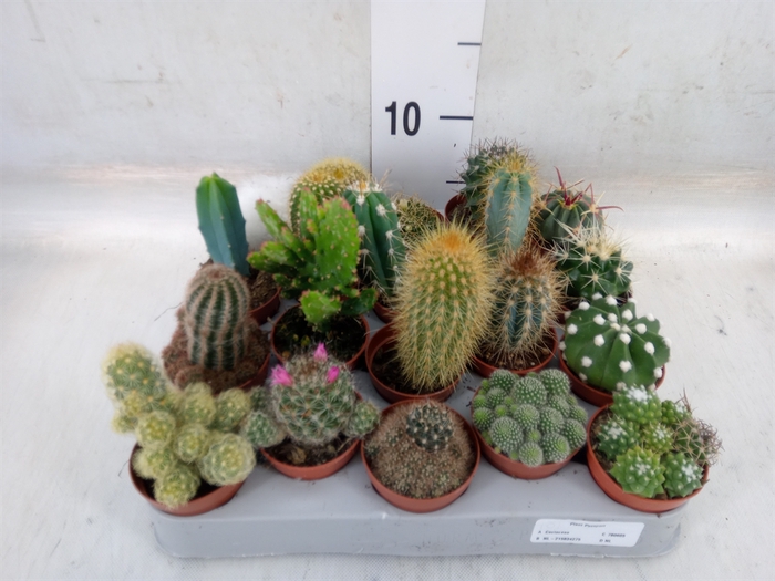 <h4>Cactus   ...mix</h4>