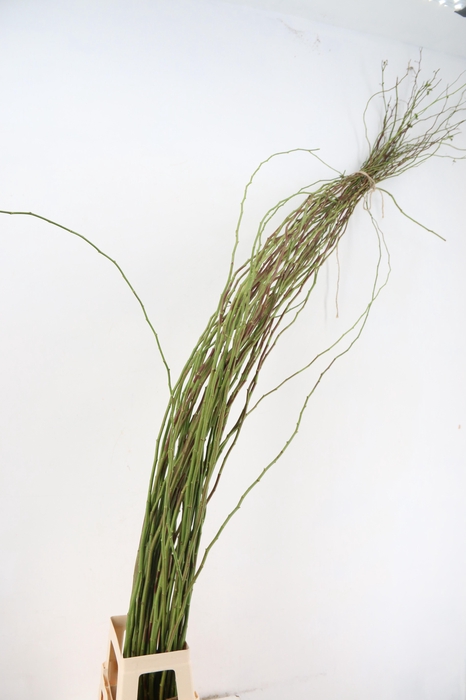 <h4>ROSA SCHEUT</h4>