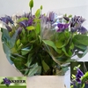 Clematis
