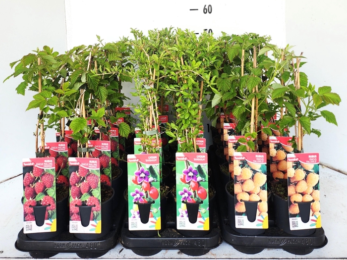 <h4>FRUITBOMEN OV</h4>