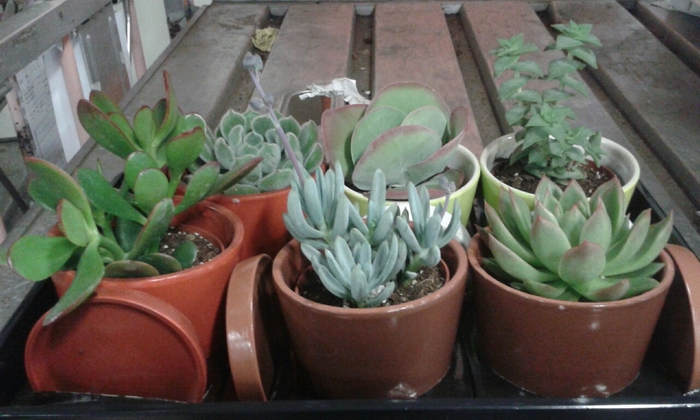 Succulents   ...mix 6