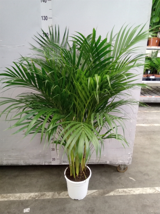 <h4>Dypsis lutescens   ...Chrysalidoca</h4>