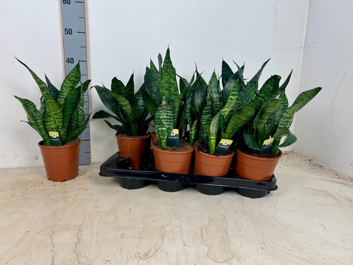 <h4>SANSEV ROBUSTA</h4>