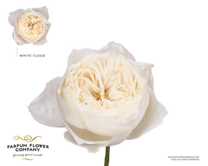 <h4>Rosa Garden White Cloud</h4>