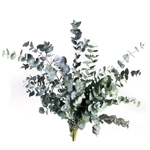 EUC. CINEREA SHORT