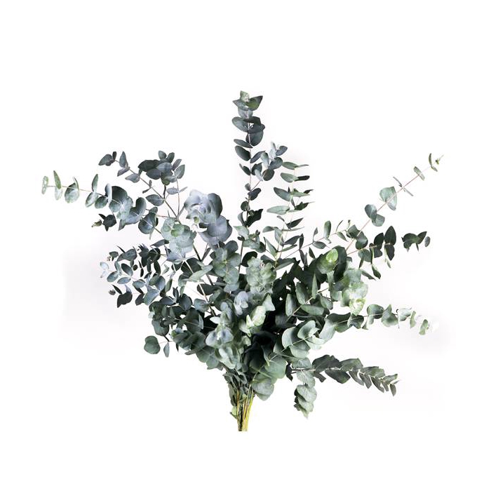 <h4>EUC. CINEREA AIR SHORT</h4>