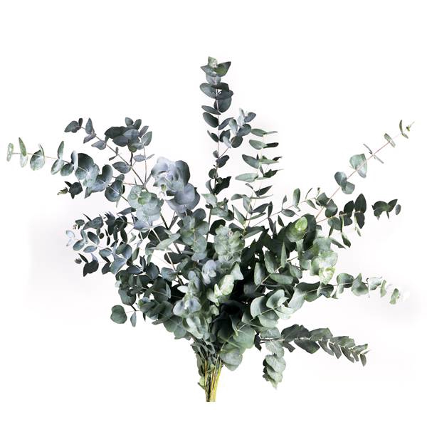 <h4>EUC. CINEREA KORT</h4>