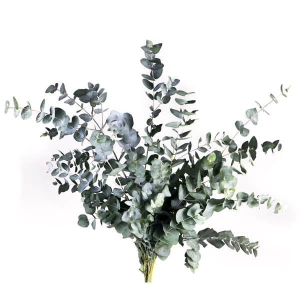 EUC. CINEREA SHORT