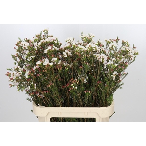 Chamelaucium Moonlight Delight