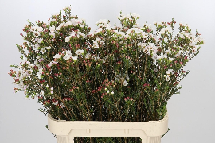 <h4>Chamelaucium Moonlight Delight</h4>