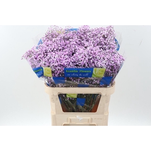 Gy Xlence Light Purple Tinted 40gr