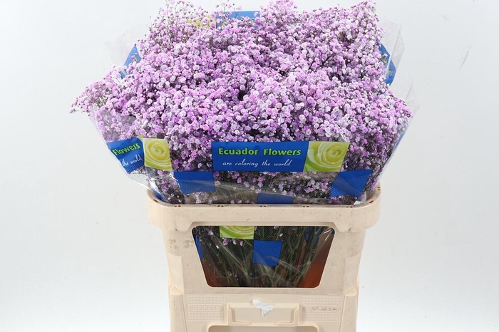 <h4>Gy Xlence Light Purple Tinted 40gr</h4>