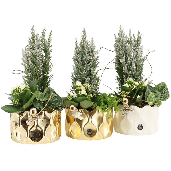 <h4>61630: X-mas arrangement</h4>